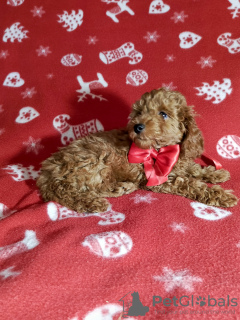 Photo №3. Mini Toy Poodle puppies for sale, Red-Brown, 4 boys. Russian Federation