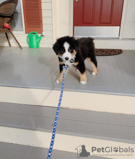 Photo №1. australian shepherd - for sale in the city of Gumbostrand | 300$ | Announcement № 120251