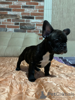 Photo №4. I will sell french bulldog in the city of Bremen. private announcement - price - 380$