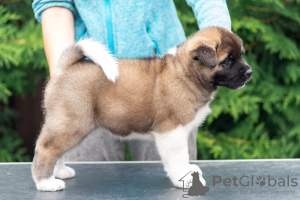 Photo №1. american akita - for sale in the city of Velikiye Luki | Is free | Announcement № 11605