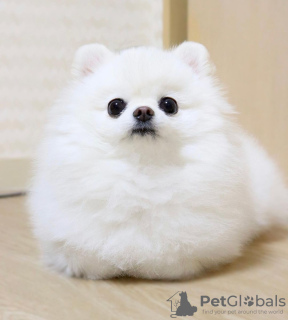 Photo №2 to announcement № 71946 for the sale of pomeranian - buy in United Kingdom from the shelter, breeder