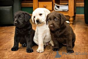 Photo №1. labrador retriever - for sale in the city of Ljubljana | negotiated | Announcement № 162237
