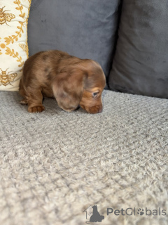Photo №4. I will sell dachshund in the city of Garmisch-Partenkirchen.  - price - 10$