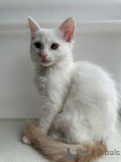 Photo №1. turkish angora - for sale in the city of Helsinki | 516$ | Announcement № 178421