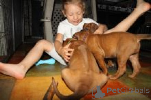 Photo №1. rhodesian ridgeback - for sale in the city of Savonlinna | negotiated | Announcement № 55343
