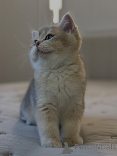 Photo №3. Graceful, curious, and full of love Lunas gentle glow lights up every home she. United Kingdom