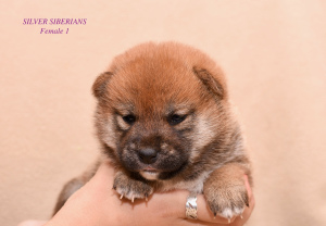 Photo №3. Shiba puppies are on sale.. Russian Federation