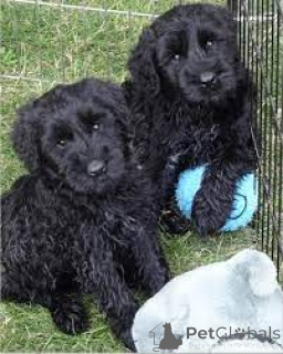 Photo №2 to announcement № 160962 for the sale of giant schnauzer - buy in France private announcement, breeder