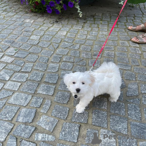 Photo №2 to announcement № 95239 for the sale of maltese dog - buy in Germany breeder