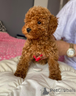 Photo №1. poodle (toy) - for sale in the city of Zrenjanin | negotiated | Announcement № 103894