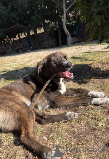 Photo №3. Trained Watchdog for your House. Georgia