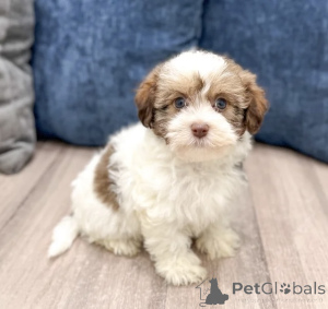 Photo №3. The cutest you will see today. Finland