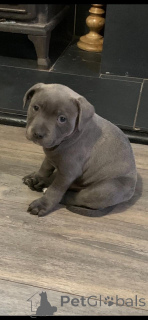 Photo №3. Staffordshire Bull Terrier.. Sweden