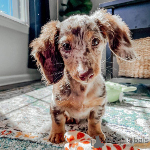 Photo №1. dachshund - for sale in the city of Mansfield | negotiated | Announcement № 40095