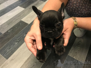 Photo №4. I will sell french bulldog in the city of Nuremberg. private announcement, breeder - price - 407$