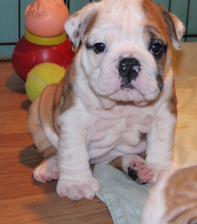 Photo №4. I will sell english bulldog in the city of Minsk. from nursery - price - Is free