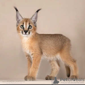 Photo №2 to announcement № 85107 for the sale of caracal - buy in United States breeder