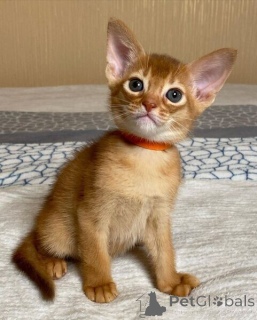 Photo №1. abyssinian cat - for sale in the city of Beiersdorf | negotiated | Announcement № 167577