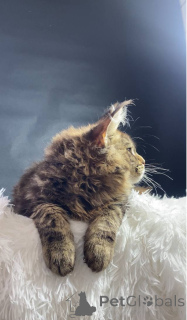 Photo №2 to announcement № 143878 for the sale of maine coon - buy in Russian Federation from nursery