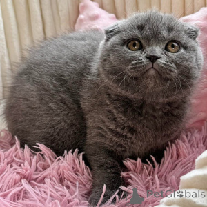 Photo №1. scottish fold - for sale in the city of Штутгарт | negotiated | Announcement № 138278