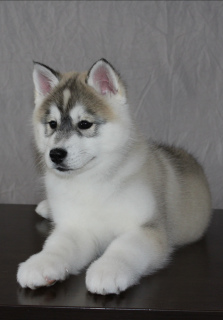 Photo №2 to announcement № 5978 for the sale of siberian husky - buy in Russian Federation 