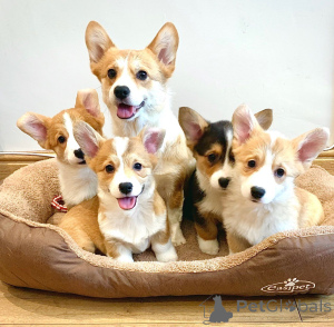 Photo №3. Pembroke Welsh Corgi Pembroke puppies. Belgium