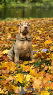 Photo №1. shar pei - for sale in the city of St. Petersburg | 828$ | Announcement № 13374