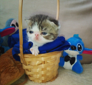 Photo №1. exotic shorthair - for sale in the city of Москва | 161$ | Announcement № 4905