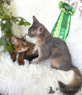 Photo №3. Somali kittens. Latvia