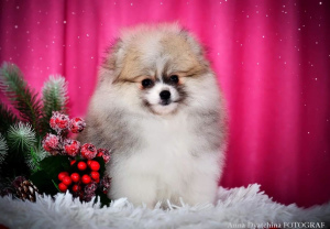 Photo №4. I will sell german spitz in the city of Москва. private announcement - price - Negotiated