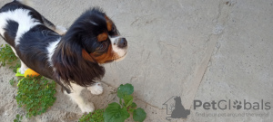 Photo №1. cavalier king charles spaniel - for sale in the city of Kiev | 1800$ | Announcement № 11623