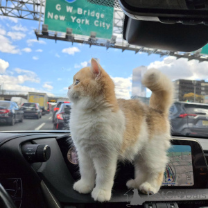 Photo №1. british shorthair - for sale in the city of GlendALYUGH | negotiated | Announcement № 156777