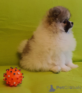Photo №1. pomeranian - for sale in the city of Vienna | negotiated | Announcement № 166222