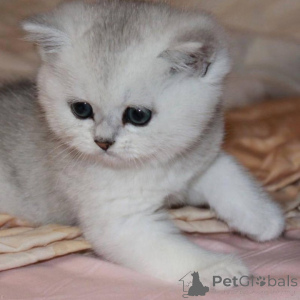 Photo №4. I will sell british shorthair in the city of Serpukhov. breeder - price - 254$