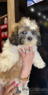 Photo №3. Happiness at home. Israel