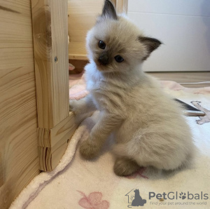 Additional photos: Ragdoll kitten