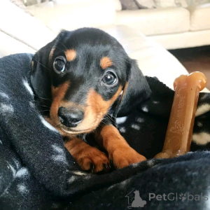 Photo №3. Dachshunds puppies for adoption. Germany