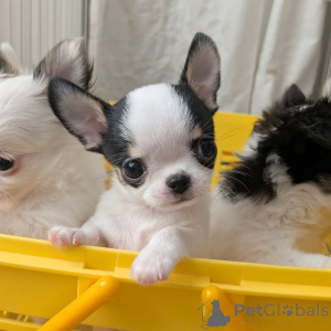 Photo №3. You have beautiful dogs. I love Chihuahuas contact whatsapp business. Finland