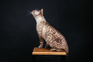 Photo №4. I will sell bengal cat in the city of Krasnoyarsk. private announcement - price - Negotiated