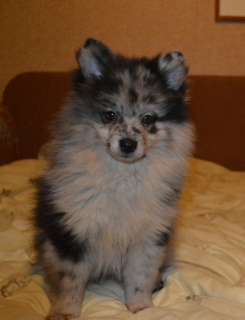 Photo №3. Small German Spitz for sale. Russian Federation