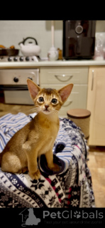 Photo №4. I will sell abyssinian cat in the city of Minsk. private announcement, from nursery - price - negotiated