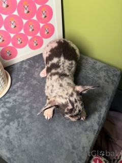 Photo №2 to announcement № 163633 for the sale of chihuahua - buy in Finland private announcement, from the shelter