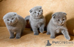 Photo №1. scottish fold - for sale in the city of Амстердам | 264$ | Announcement № 124251