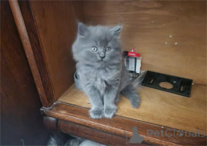 Photo №1. siberian cat - for sale in the city of Bochum | 329$ | Announcement № 153176