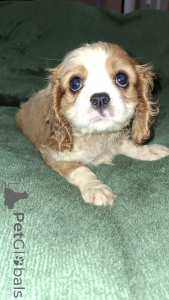 Photo №2 to announcement № 148744 for the sale of cavalier king charles spaniel - buy in Estonia private announcement, from nursery, breeder