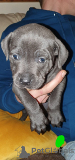 Photo №3. Staffordshire Bull terrier puppies available.. United Kingdom