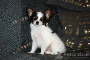 Photo №1. papillon dog - for sale in the city of Kiev | 1374$ | Announcement № 69592