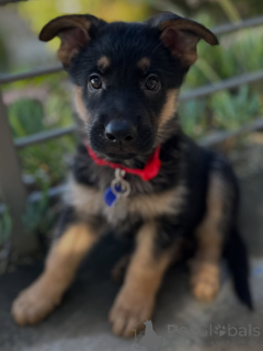 Photo №2 to announcement № 163768 for the sale of german shepherd - buy in Switzerland private announcement, breeder