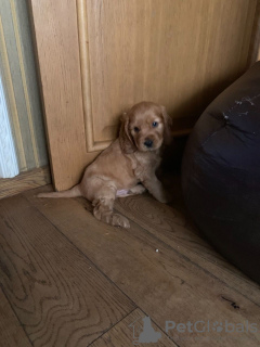 Photo №2 to announcement № 111506 for the sale of english cocker spaniel - buy in Netherlands private announcement, breeder