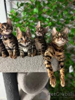 Photo №2 to announcement № 153403 for the sale of bengal cat - buy in Austria private announcement